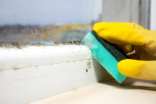 Best Attic Mold Removal  in Rochester, MI